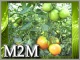 【導入事例】M2Mがハウス栽培を変える!農業用に特化した監視・通報サービスの利用で、氷点下・深夜の見回りから解放