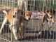 ついに脱・返礼品か? ふるさと納税で犬、ネコ殺処分ゼロへ