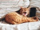 猫とSNSの親和性が高いワケ、Twitterが「ねこだらけ」なのはなぜか