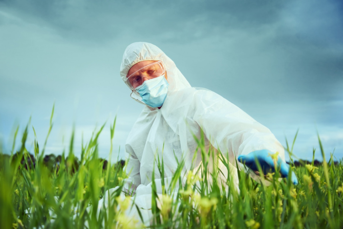 遺伝子組み換え作物と除草剤 実はセット という深い闇 バイエルとモンサントのビジネスモデルとは ビジネス It 遺伝子組み換え作物と除草剤 実はセット という深い闇 バイエルとモンサントのビジネスモデルとは ビジネス It